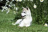 SIBERIAN HUSKY 369